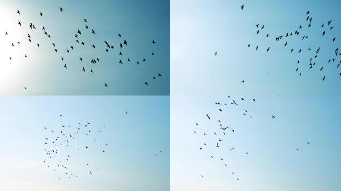鸽子蓝天飞翔慢动作