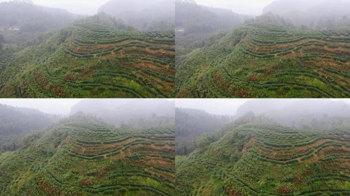 茶山茶园航拍26（1080P）