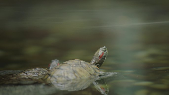 三只乌龟巴西红耳龟乌龟水池边栖息水动物