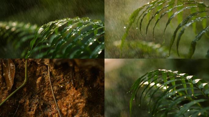 森林树林下太阳雨，雨水滋润土壤视频素材