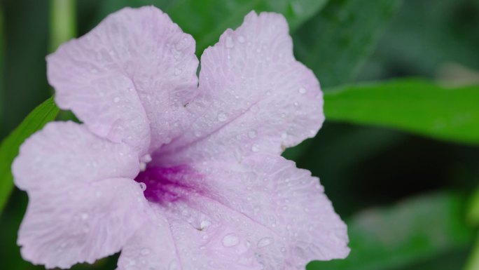 紫色花朵花瓣