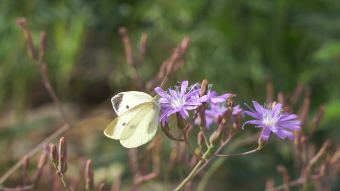 蝴蝶采花蜜