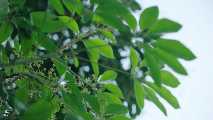 绿叶植物森林树林树阳光逆光春天夏天树木生