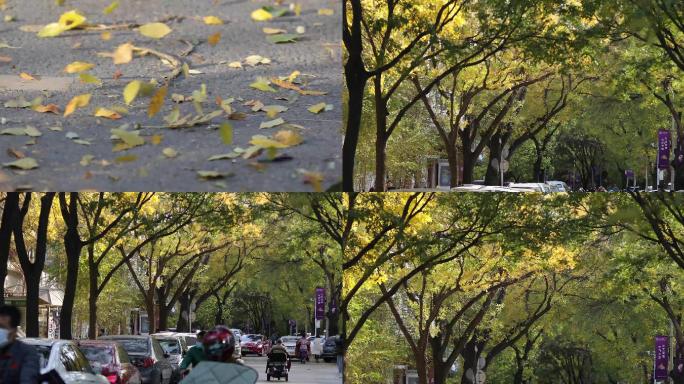 城市马路，树叶，落叶街道秋天