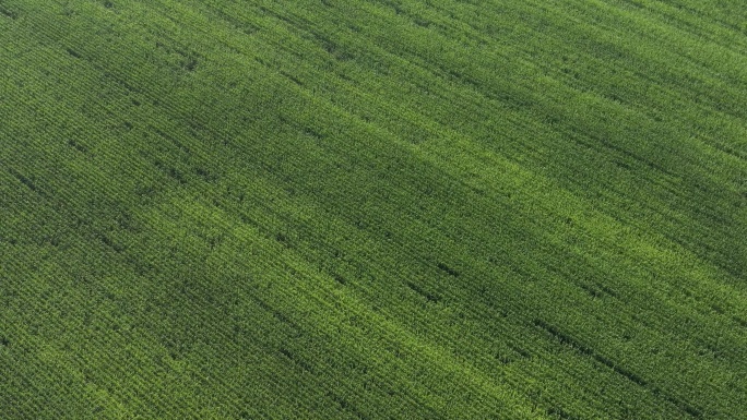 4K绿色玉米地航拍农田生态现代化农业农场