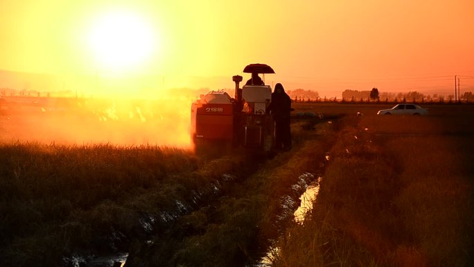 大米稻田五常逆光夕阳下收割场景素材