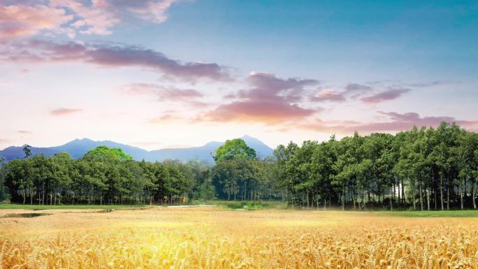 田野树林大屏背景