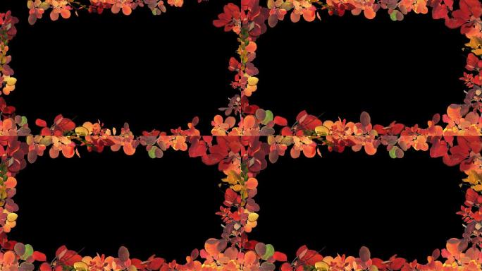 红叶边框装饰透明通道