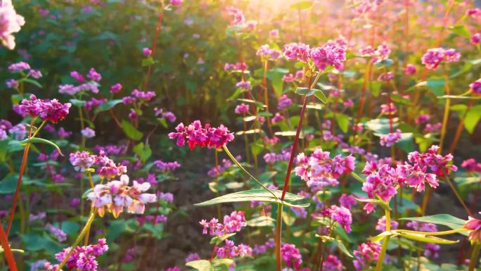 4K阳光荞花、花朵、阳光、清新素材