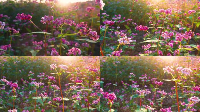 4K阳光荞花、花朵、阳光、清新素材
