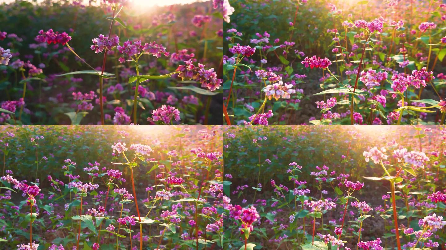 4K阳光荞花、花朵、阳光、清新素材