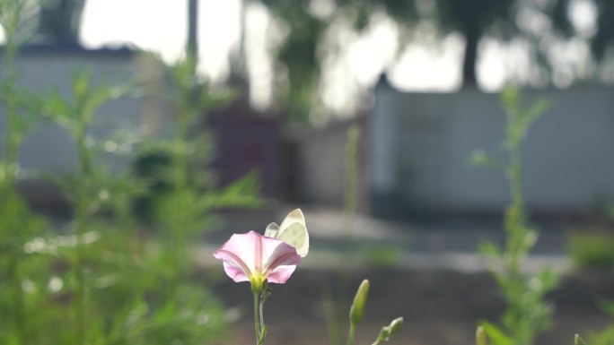 蝴蝶采花蜜实拍素材