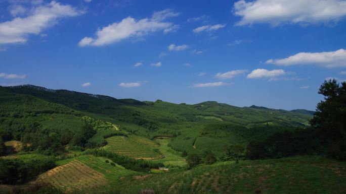 森林覆盖蓝天白云自然风景