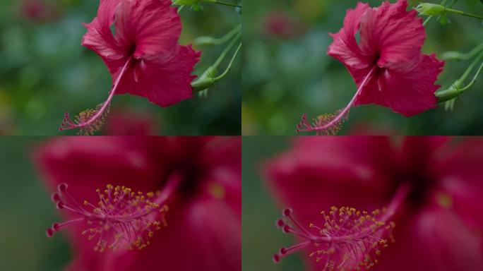 红花花蕊