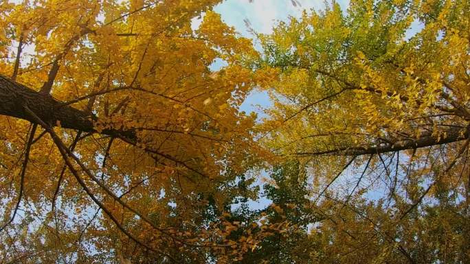 实拍金色银杏树叶飘落