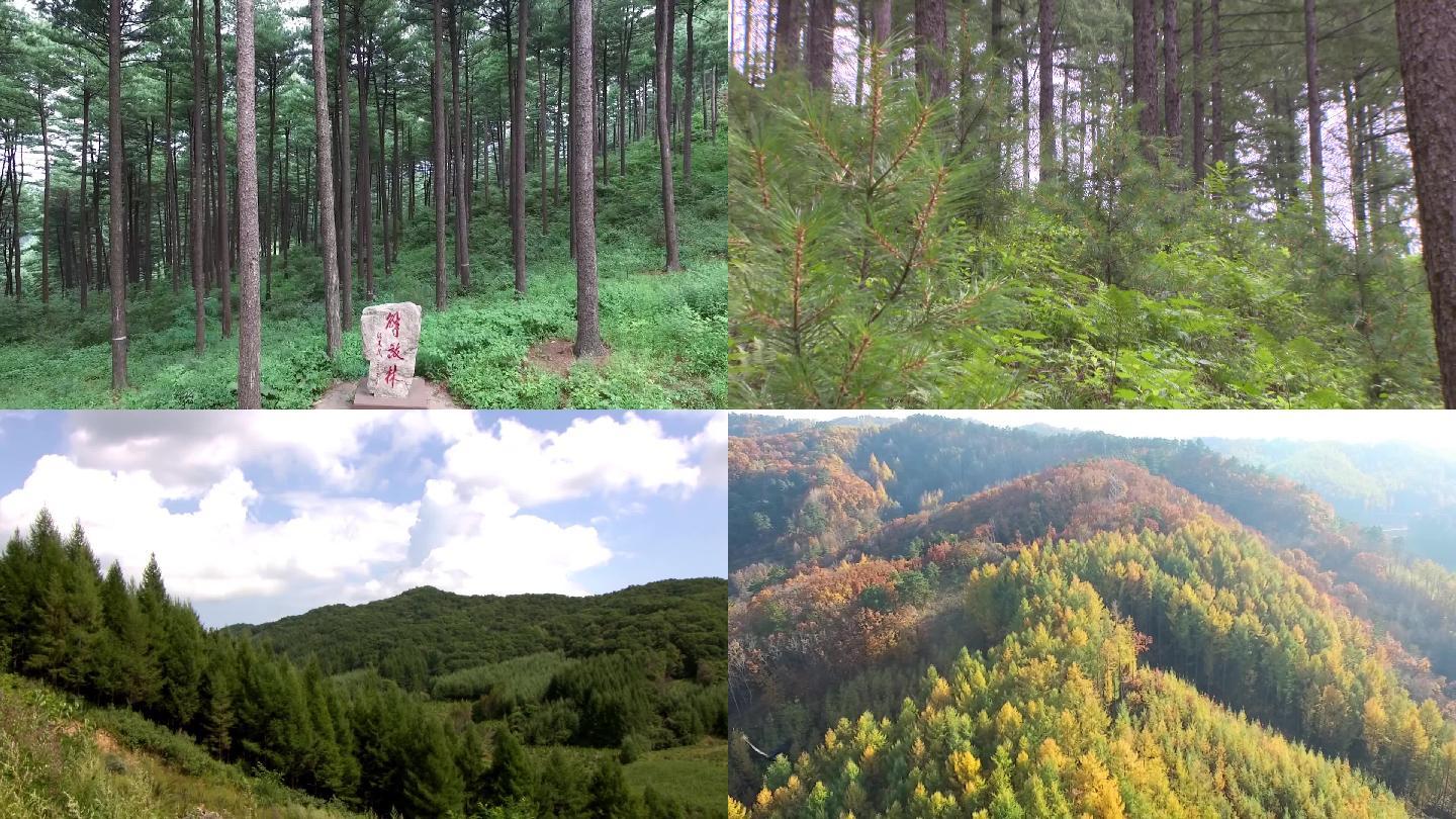 森林人工林植树造林天然林绿水青山