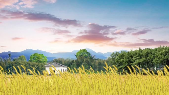 麦田大屏背景