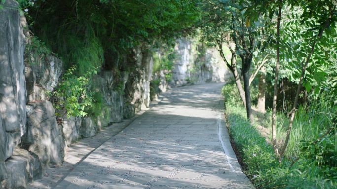 林间小道绿叶植物森林树林树阳光逆光春天夏