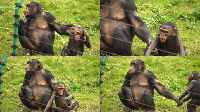 黑猩猩实拍