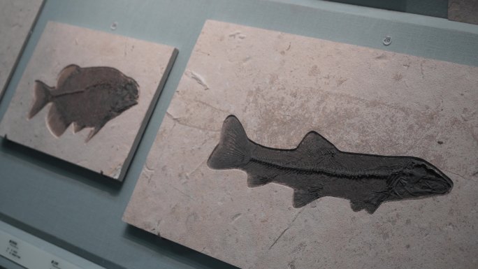 4K湖南地质博物馆远古鱼类化石