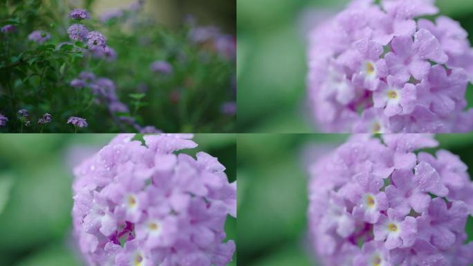 紫色小花团