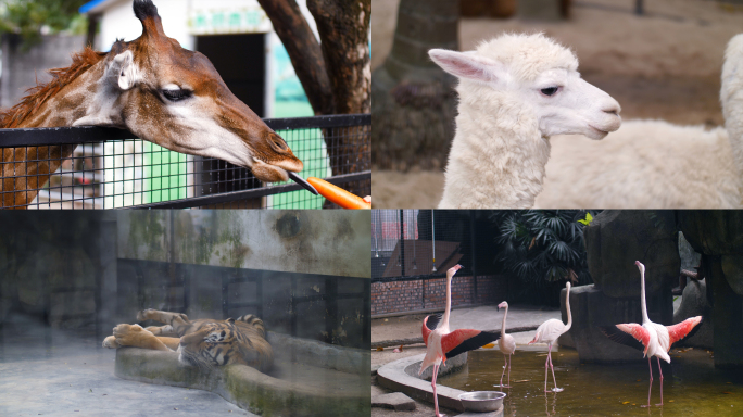 动物园各种动物合集4k视频素材