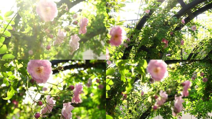 阳光树下粉色小花朵