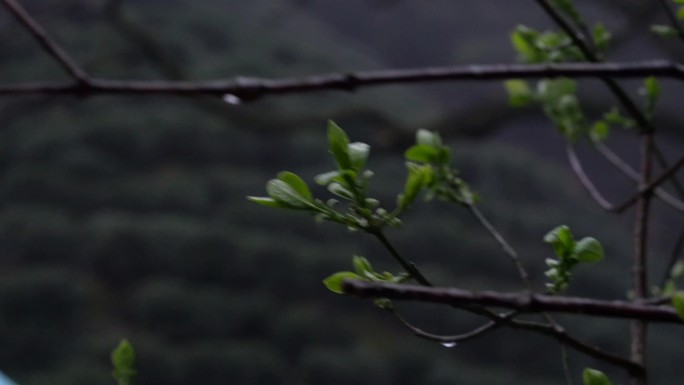 雨后树枝树发芽春雨风景下雨阴天