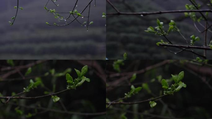 雨后树枝树发芽春雨风景下雨阴天