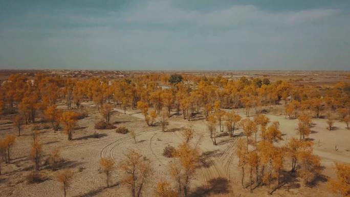 新疆大漠里的胡杨林和公路