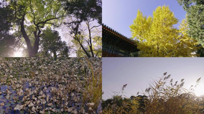 【4K】秋天的黄叶