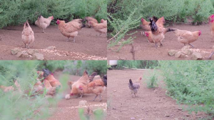 农业乡村饲养鸡鸡