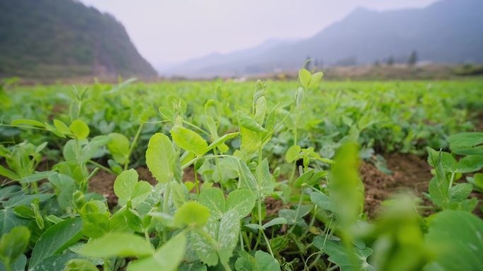 豌豆尖豌豆苗龙须菜龙须苗采摘4k多景别