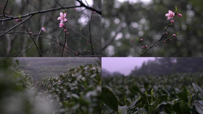 雨后桃花下雨滴水茶园阴雨雨季