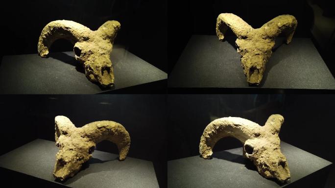 安徽淮北市博物馆展出的羊头化石