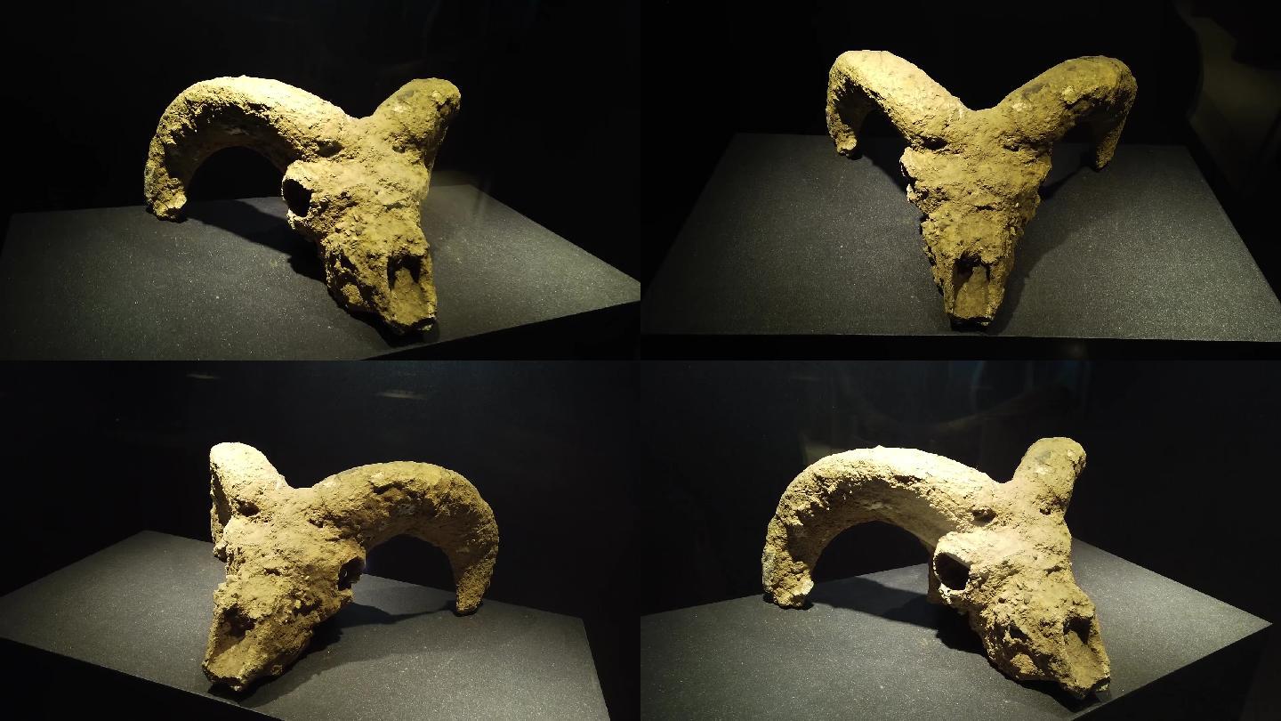 安徽淮北市博物馆展出的羊头化石