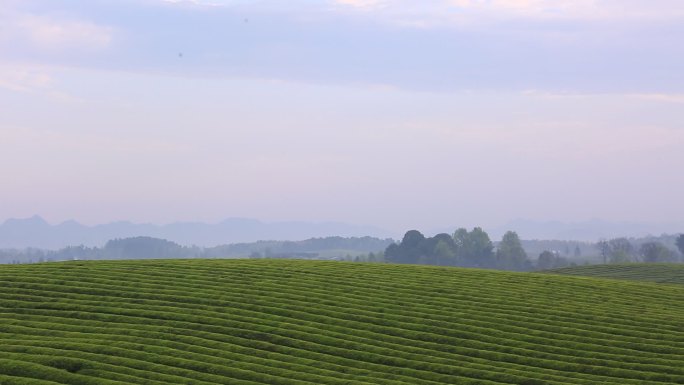 农村乡村茶园早晨