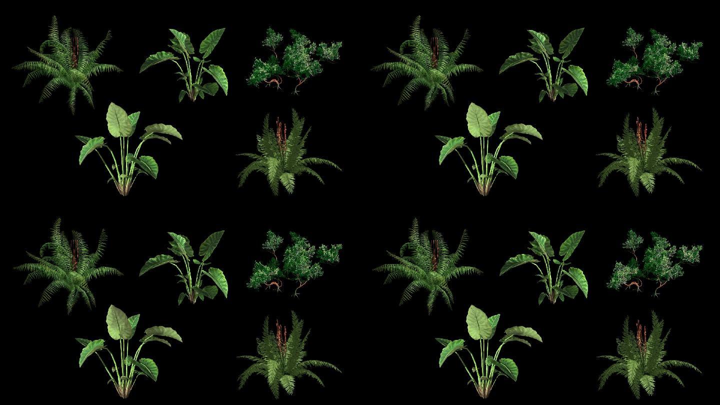 蕨类植物视频