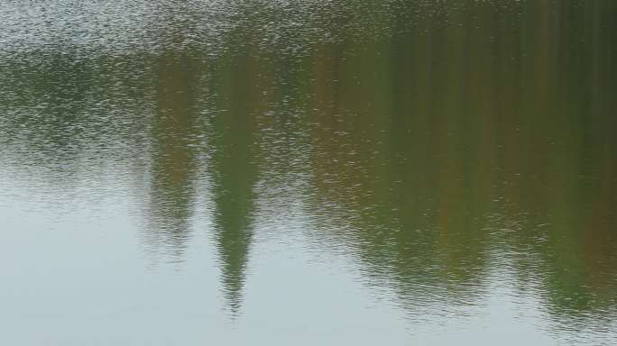 4K秋天斑斓的湖水波纹01