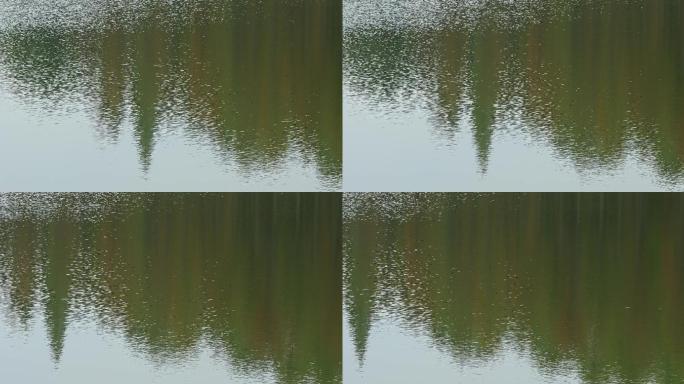 4K秋天斑斓的湖水波纹01