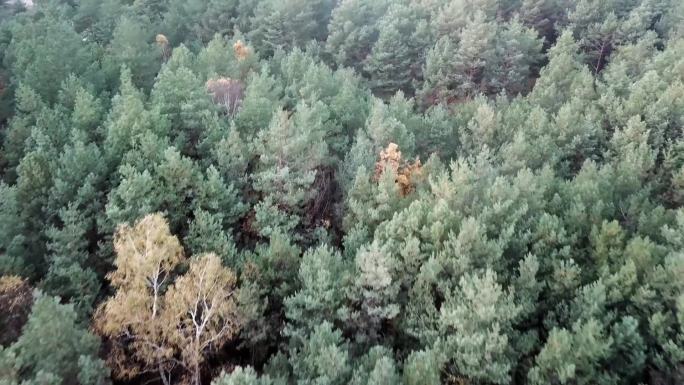 航拍秋天的森林树木和湖泊