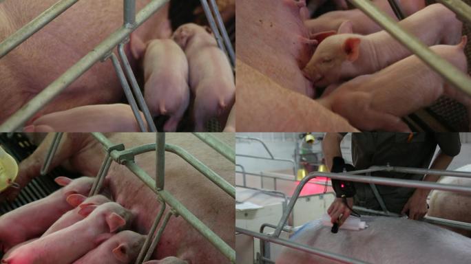 【实拍】小猪喂养猪打疫苗科学养猪张