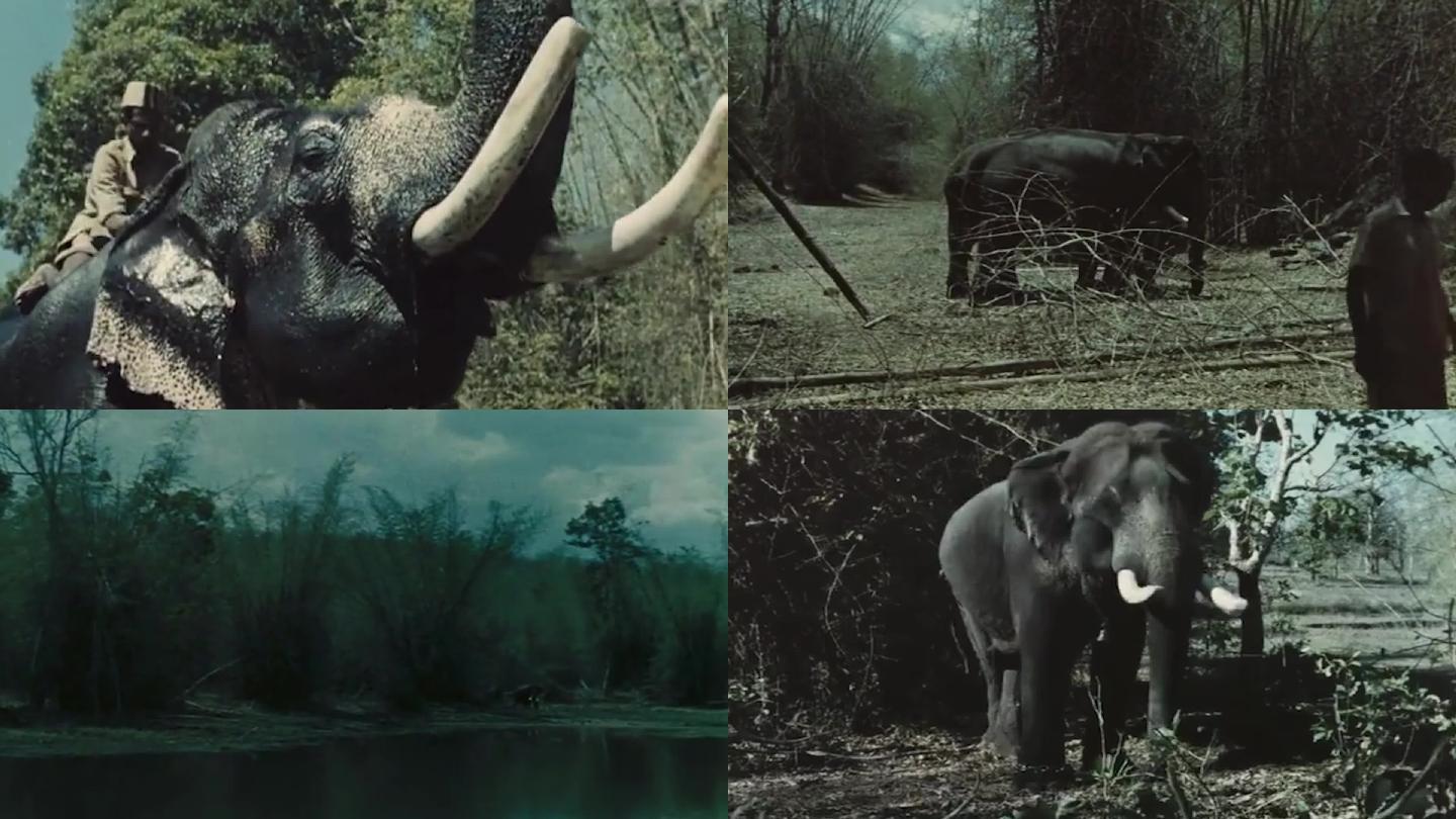 60年代印度大象