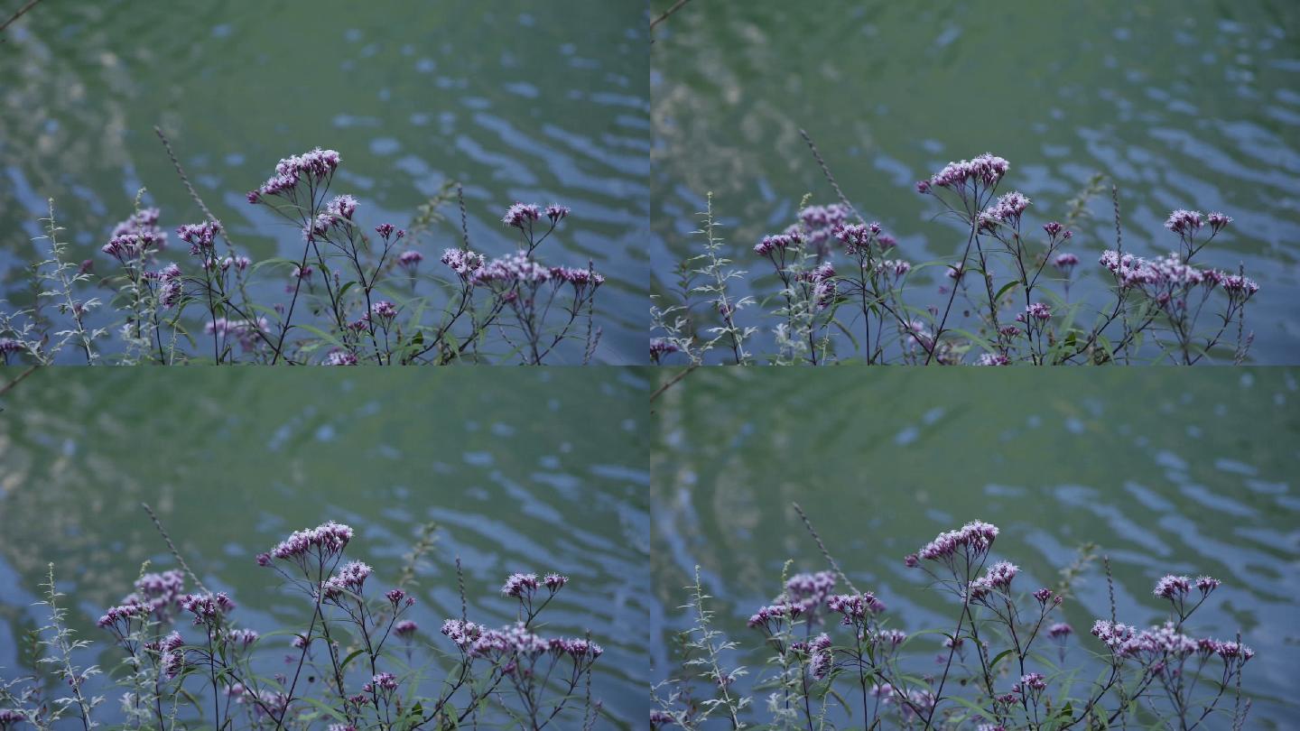 河边野花背景视频