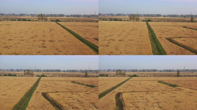 秋季的稻田航拍