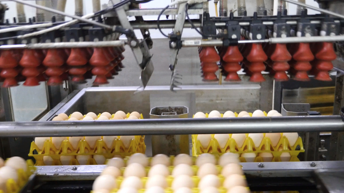 疫情复工复产鸡蛋鸭蛋生产加工线4K视频