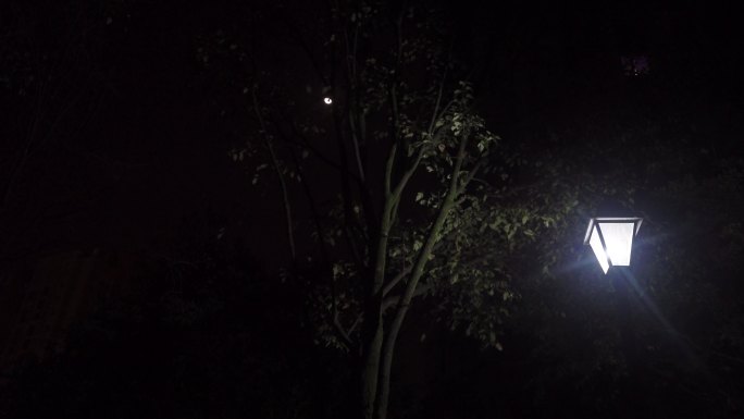 午夜路灯月亮树叶影子