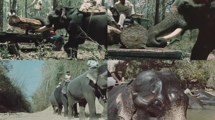 60年代大象伐木