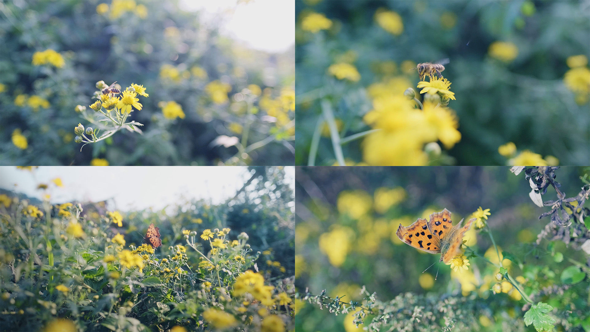 【蝴蝶与蜜蜂 (4)摄影图片】生态摄影_太平洋电脑网摄影部落