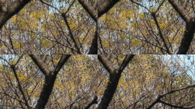 4K深秋树枝间的金黄色叶子